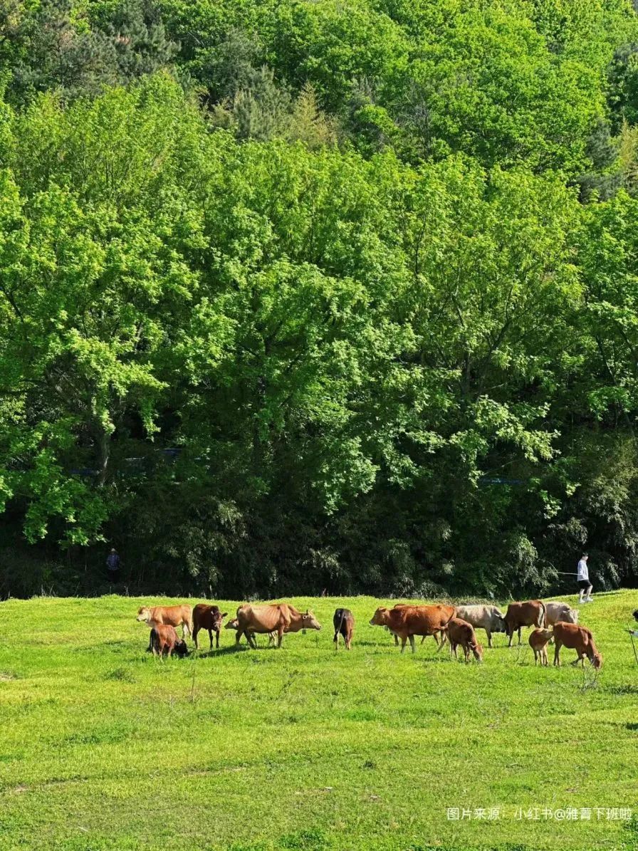 信阳冬日周边游,信阳旅游露营攻略