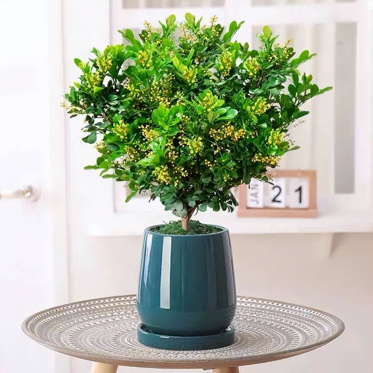 名贵米兰,淡黄色米兰