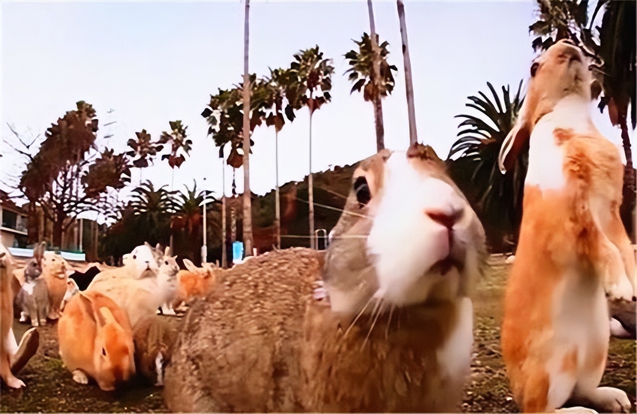 澳大利亚野兔泛滥成灾体重近百斤,澳大利亚野兔成灾野兔上百斤