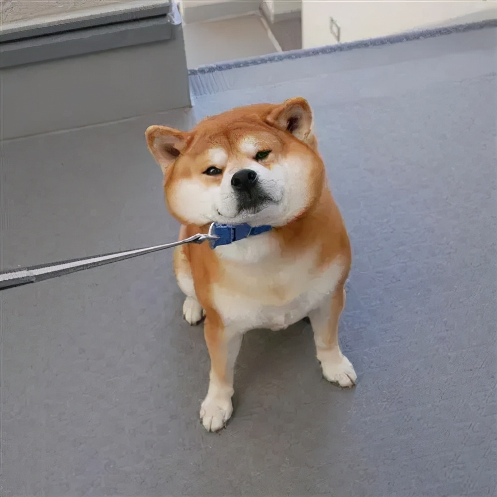 柴犬好养吗优缺点有哪些表现,了解了习性事半功倍