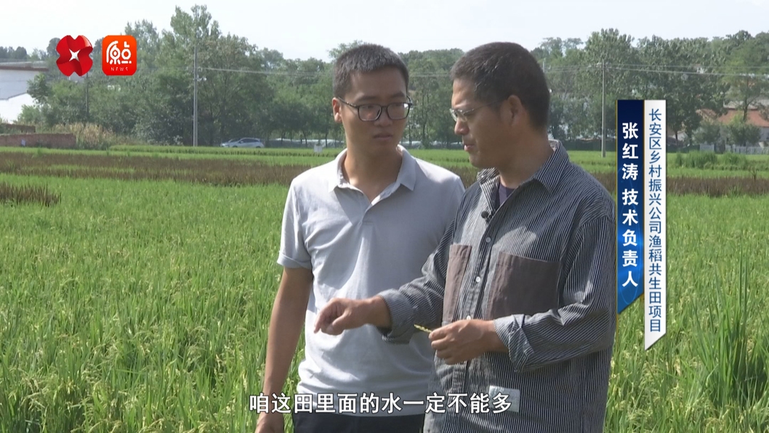 你好我的城|稻香