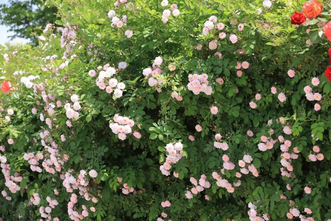 关于蔷薇花的唯美诗句有哪些,蔷薇花唯美的诗句