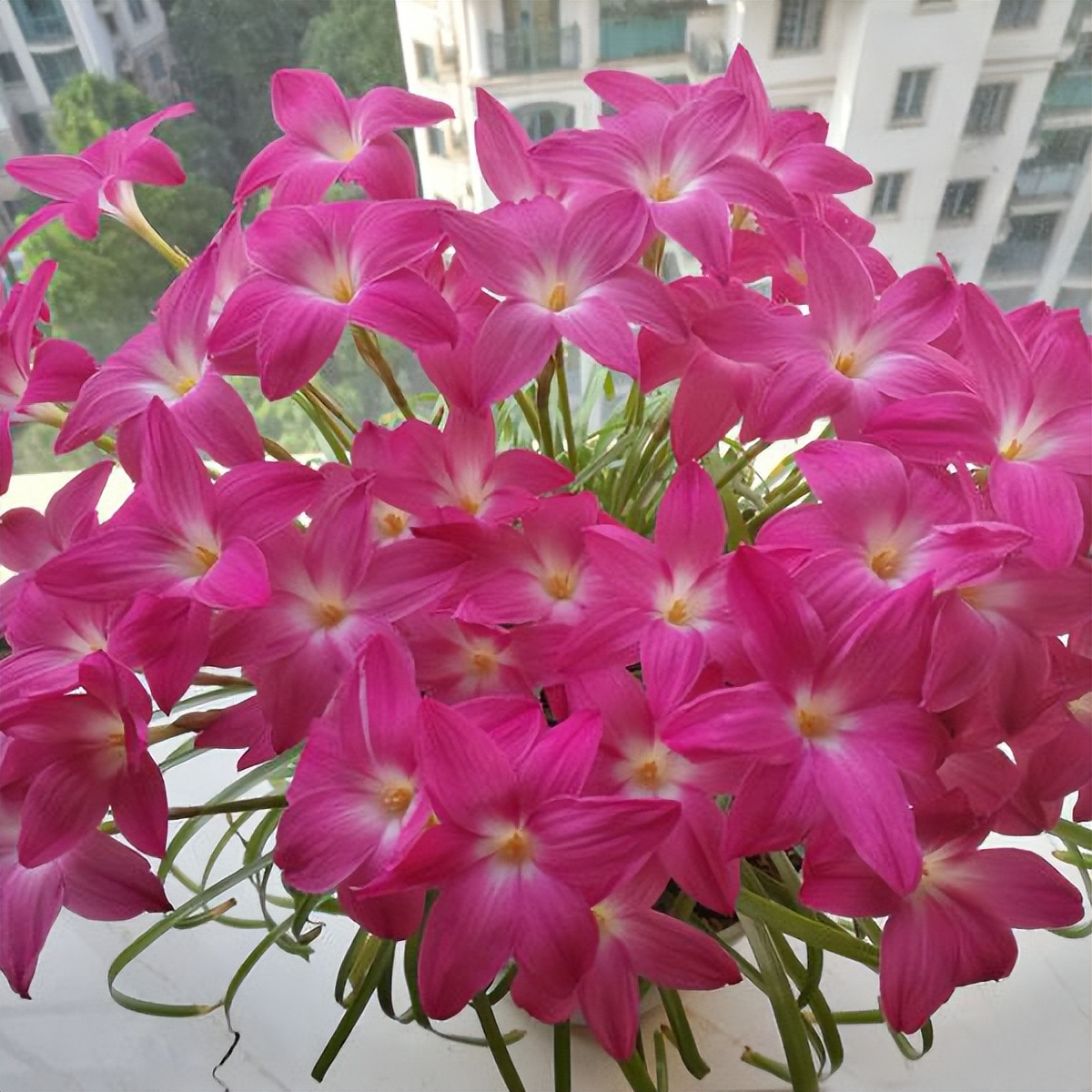 最适合小花盆种的花,顽强的小花草