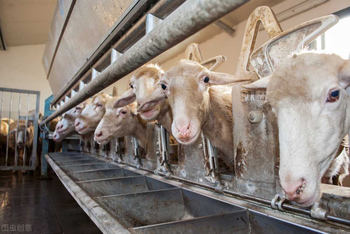 养羊育肥正当时教你几个绝招,育肥羊养羊知识大全