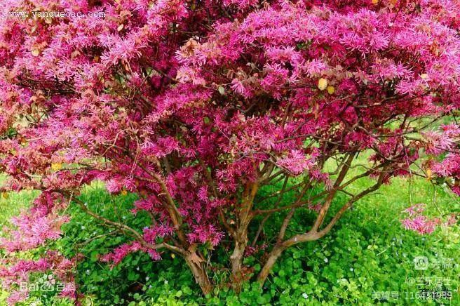 红花檵木的历史故事,白花檵木