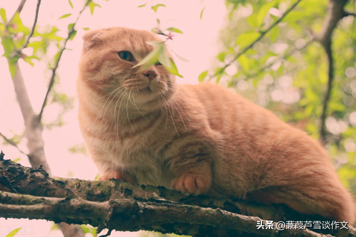 从两篇《猫》谈起——阿宝老师的“作文经”（一四五）