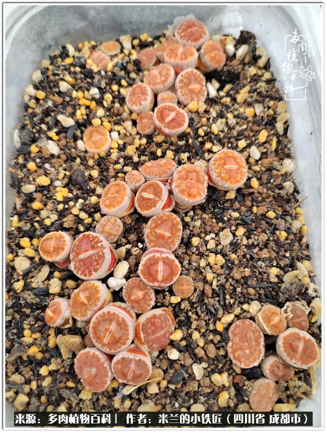 生石花好养吗怎么养护的,生石花的养殖方法和注意事项