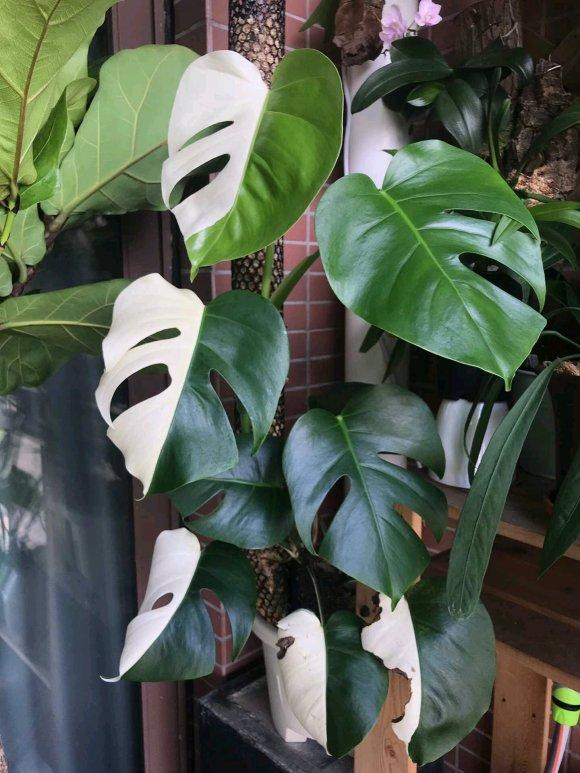 家里光线差就养这几种花,什么花散射光就可以养好