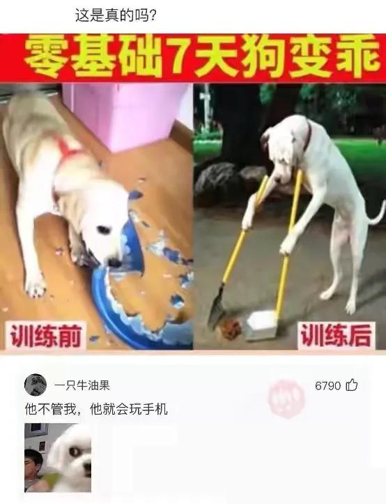 怀孕后网友神回复,接孕顺利神回复