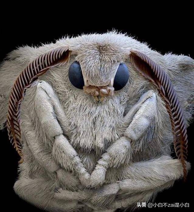 显微镜观察昆虫脸视频,昆虫在显微镜下的真正面目