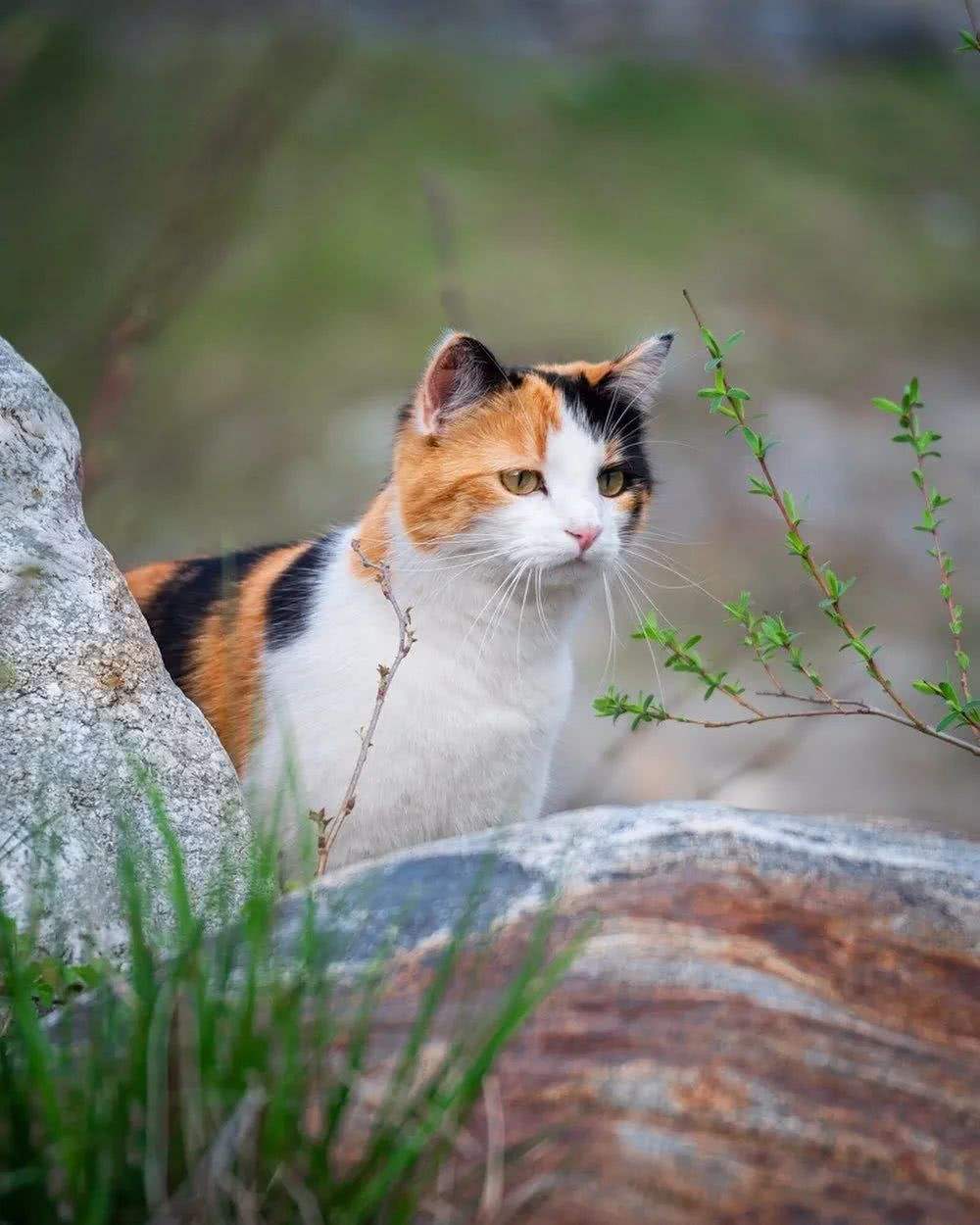 猫猫发情一般要叫几天,猫咪老是自己喵喵叫是什么原因