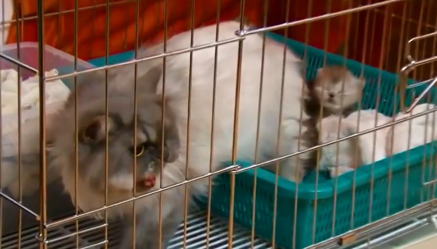 产后抑郁症的猫有什么表现,小母猫产后抑郁什么表现