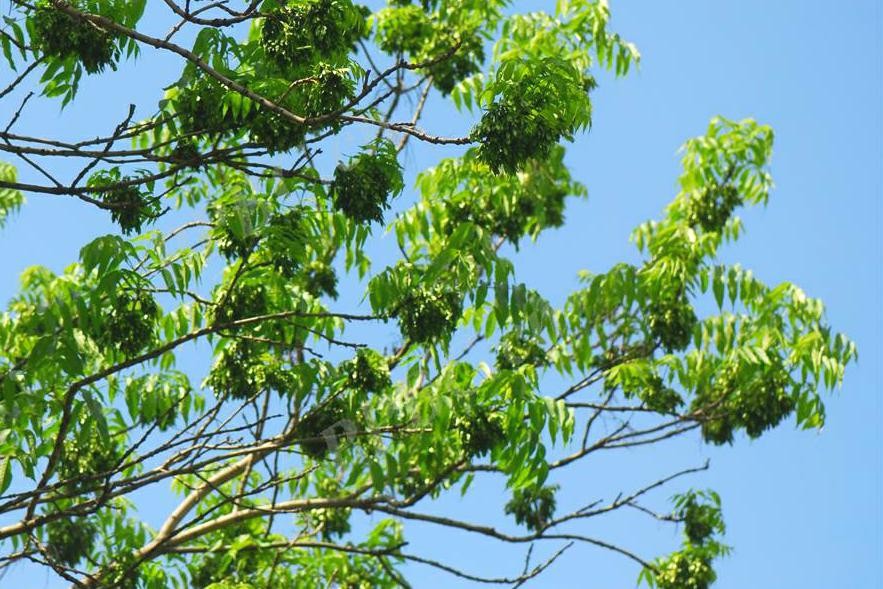 东北名贵木材水曲柳,东北名贵树种水曲柳叶子