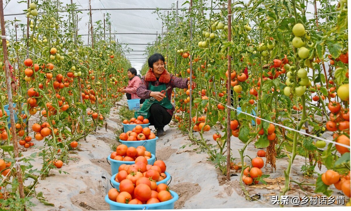 蔬菜种植如何利用小苏打,小苏打种植蔬菜有哪些好处