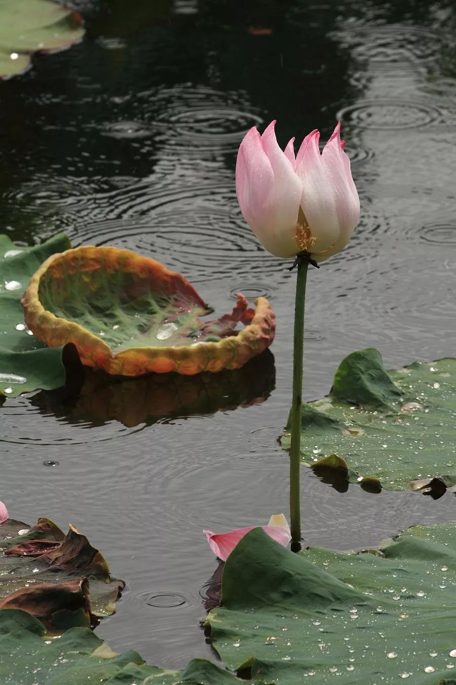 100个大自然奇观图片,世界50大自然奇观排名