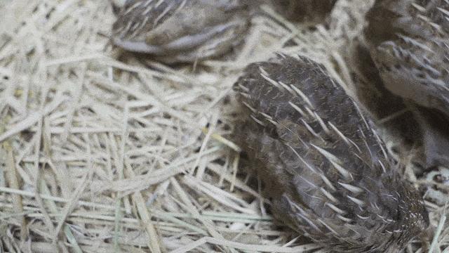 鹌鹑悲惨一生,鹌鹑的悲惨人生