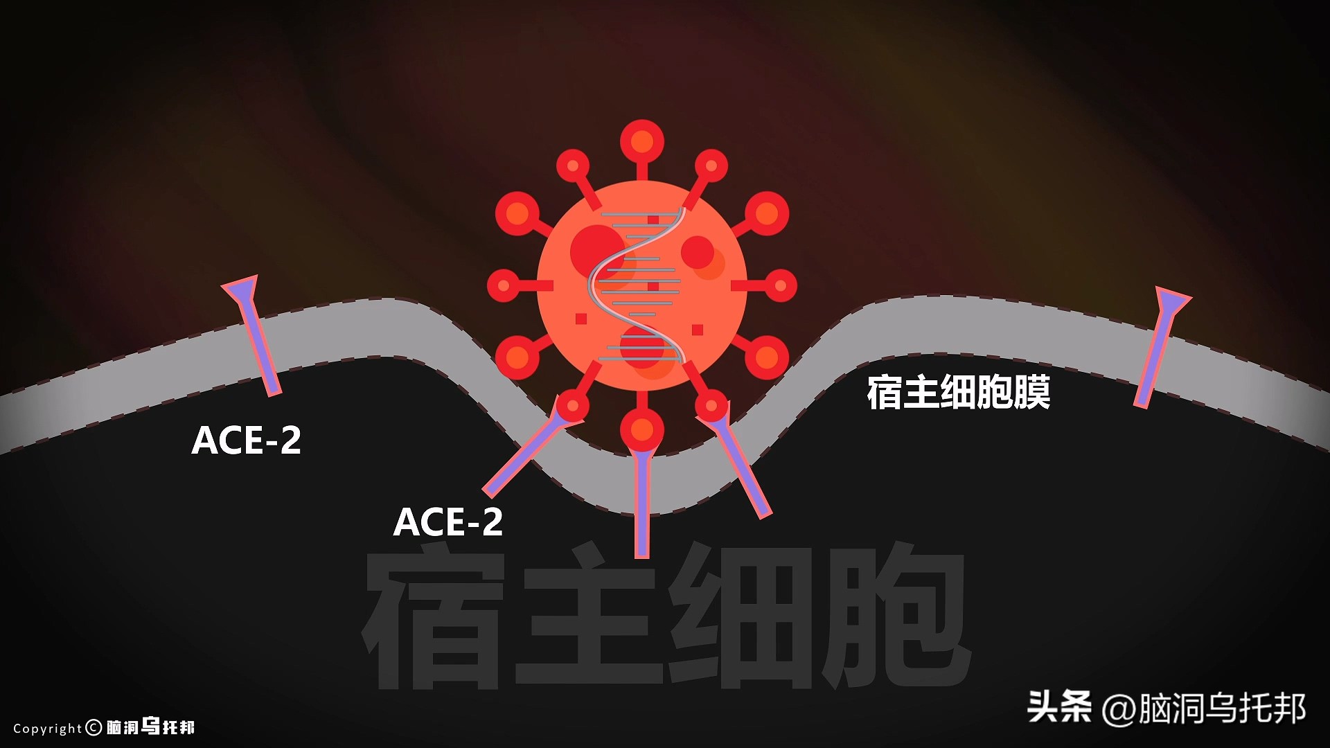 无症状感染是因为体质差吗,为什么有的人感染症状轻