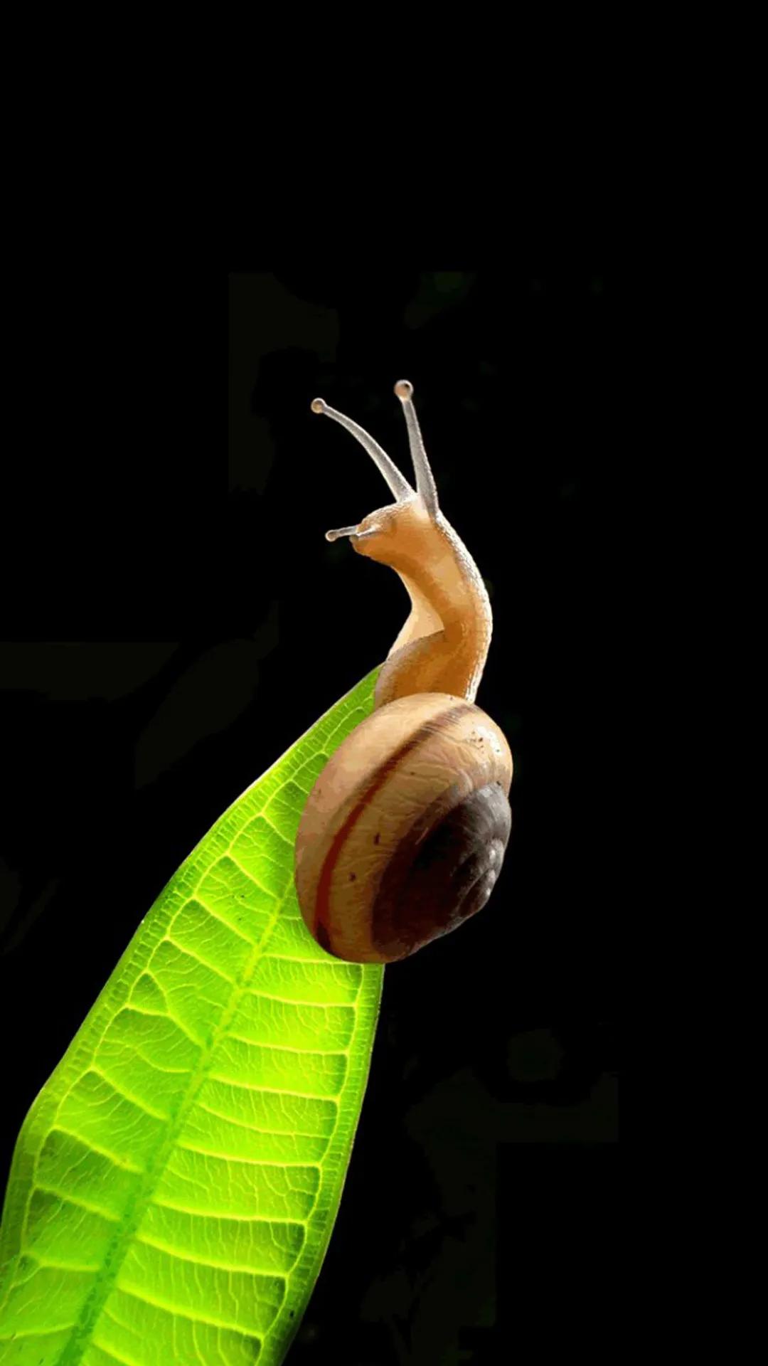 蜗牛高清壁纸4k全屏,蜗牛唯美动画壁纸