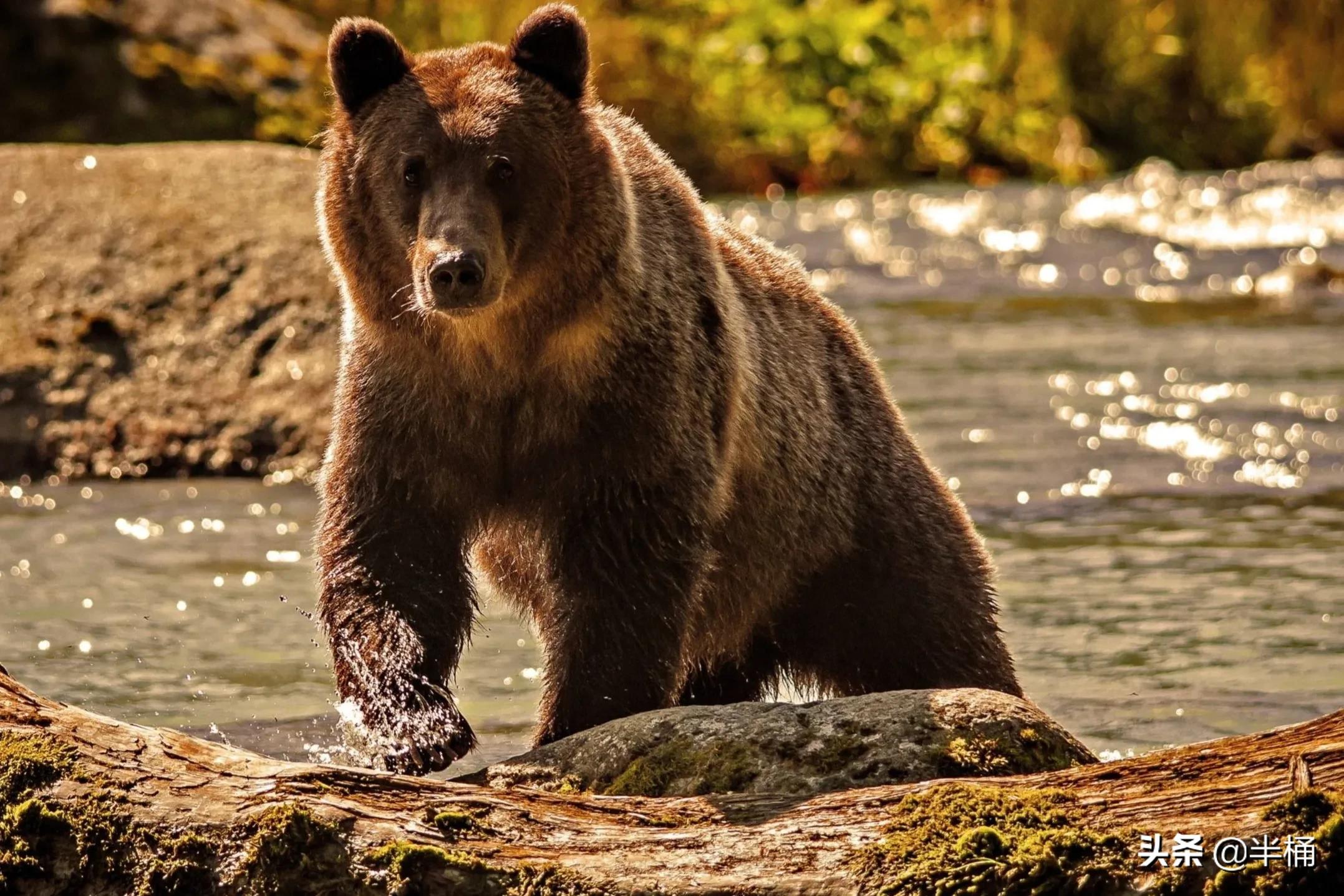 熊冬眠被挖出来,熊冬眠后被人吵醒了还会继续睡吗
