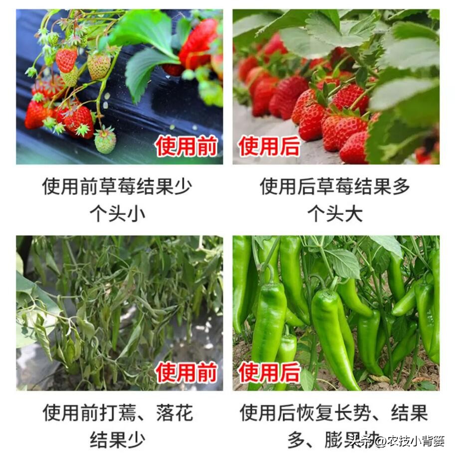 菌剂和菌肥哪一种更好,菌剂和菌肥有什么区别