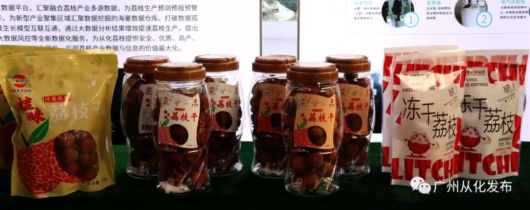 荔枝产业乡村振兴,广州从化电商工匠助荔行动开启