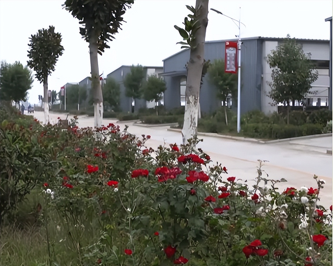 养殖羊的成功案例,大量养羊成功案例