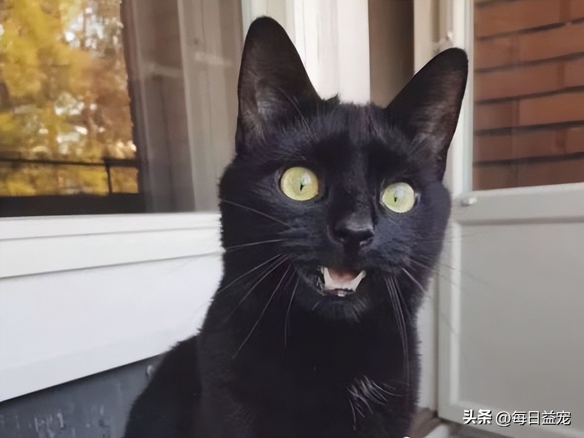 黑猫半夜炸毛扑向主人,流浪猫半夜咬主人的脸