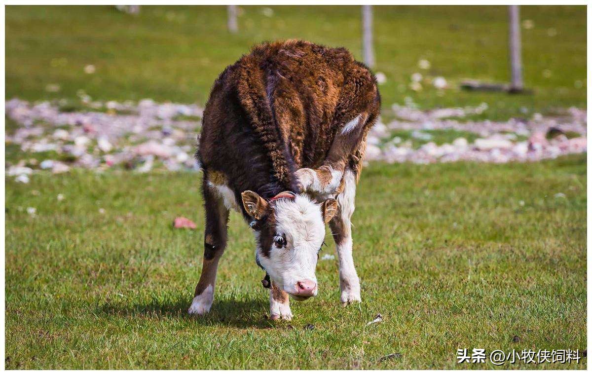 新生牛犊喘到底用什么药好用,犊牛喘得厉害咋办