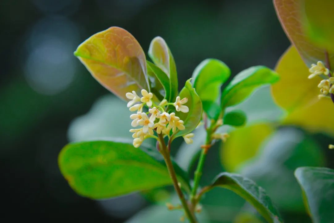 深圳市携创高级技工学校学费2021,深圳携创高级技工学校校区