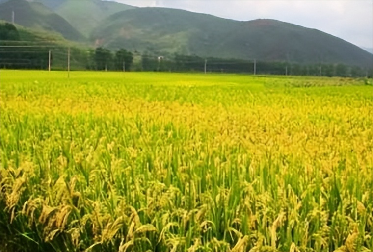 农业扶贫的正确方式,农业技术方面对扶贫的帮助