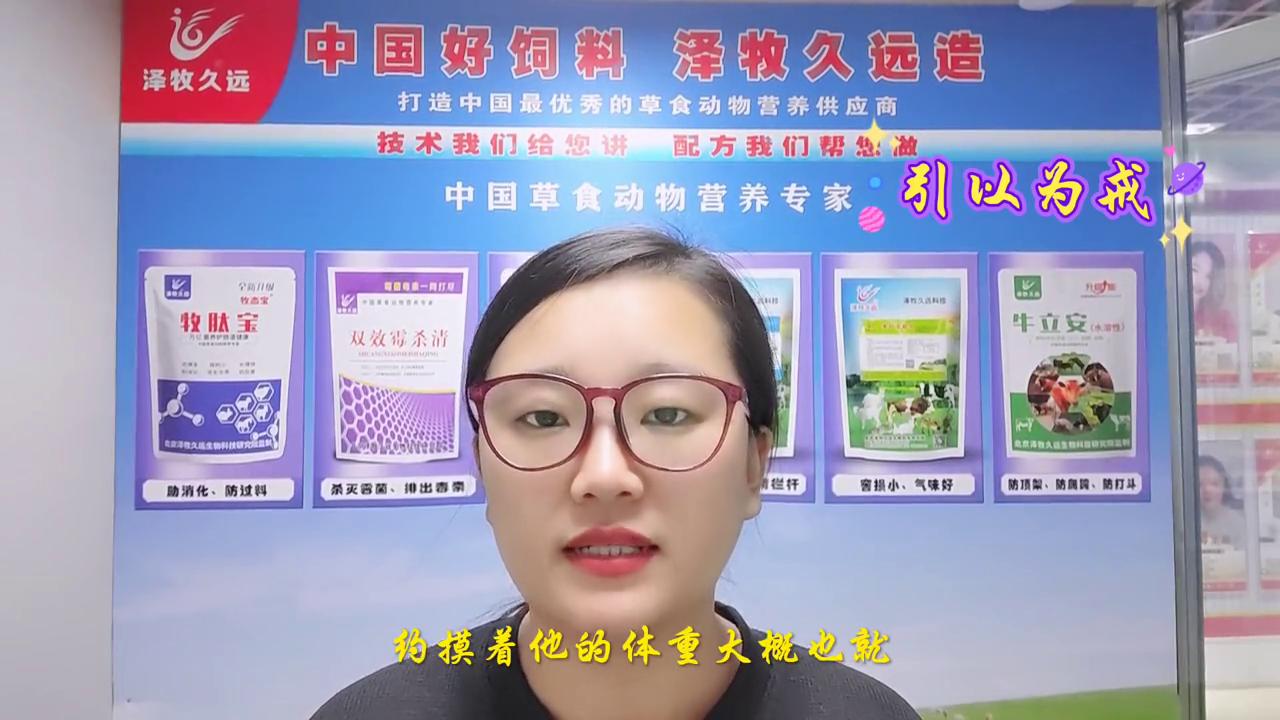 母牛难产而亡,养牛技术母牛难产助产成功