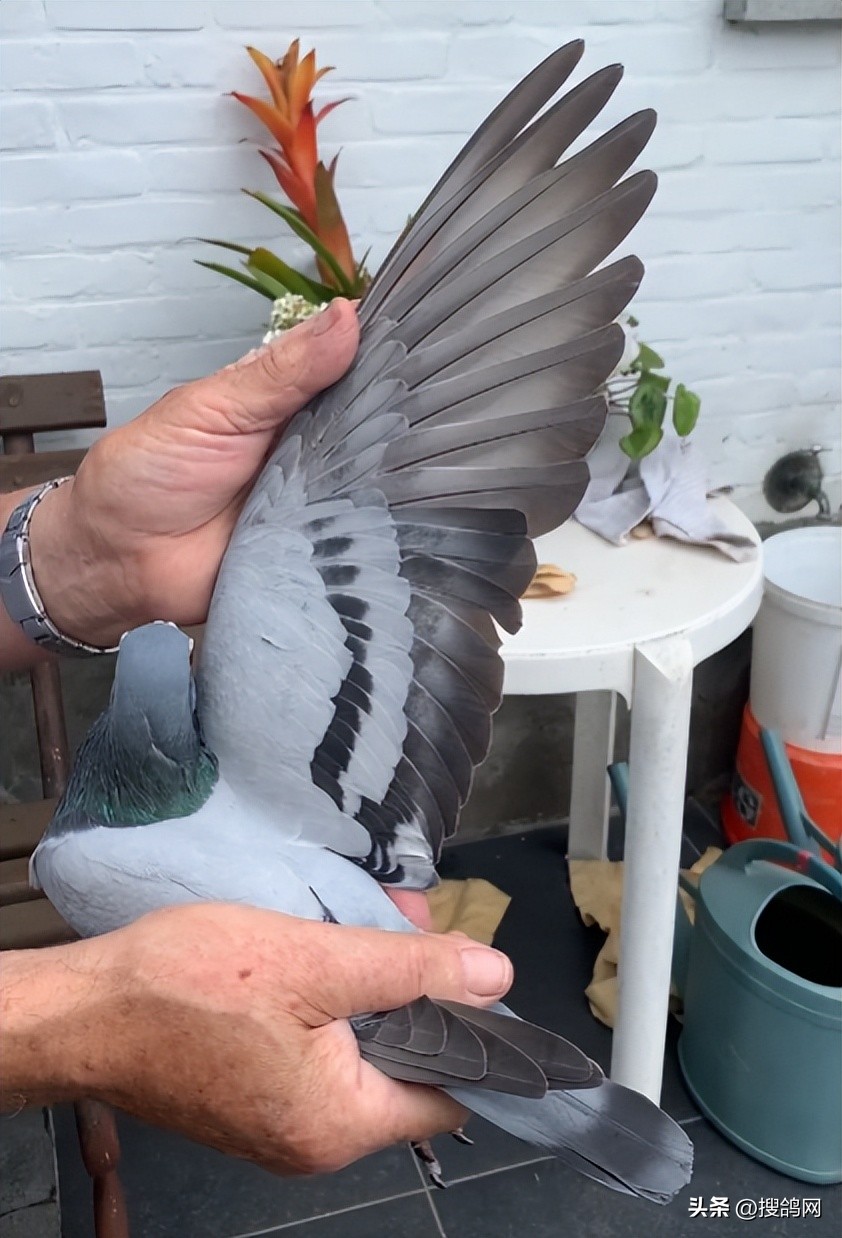 涔旀柉涔旀．楦界郴,涔旀柉涔旀．鍘熸绉嶉附