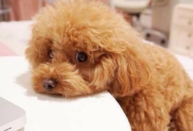 怎样让泰迪改掉护食的毛病,泰迪怎么训练才能让它听话