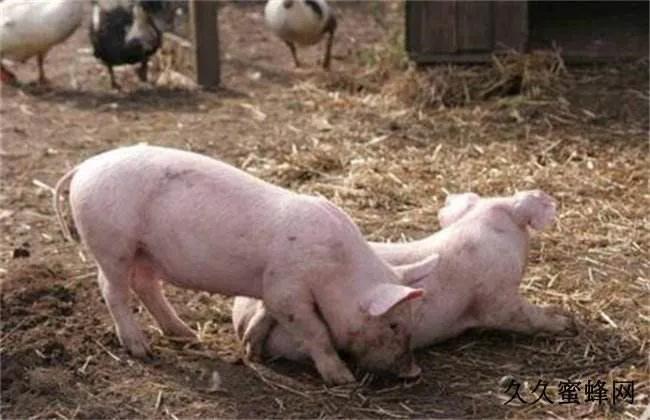 猪掐架的原因,减少猪应激方法