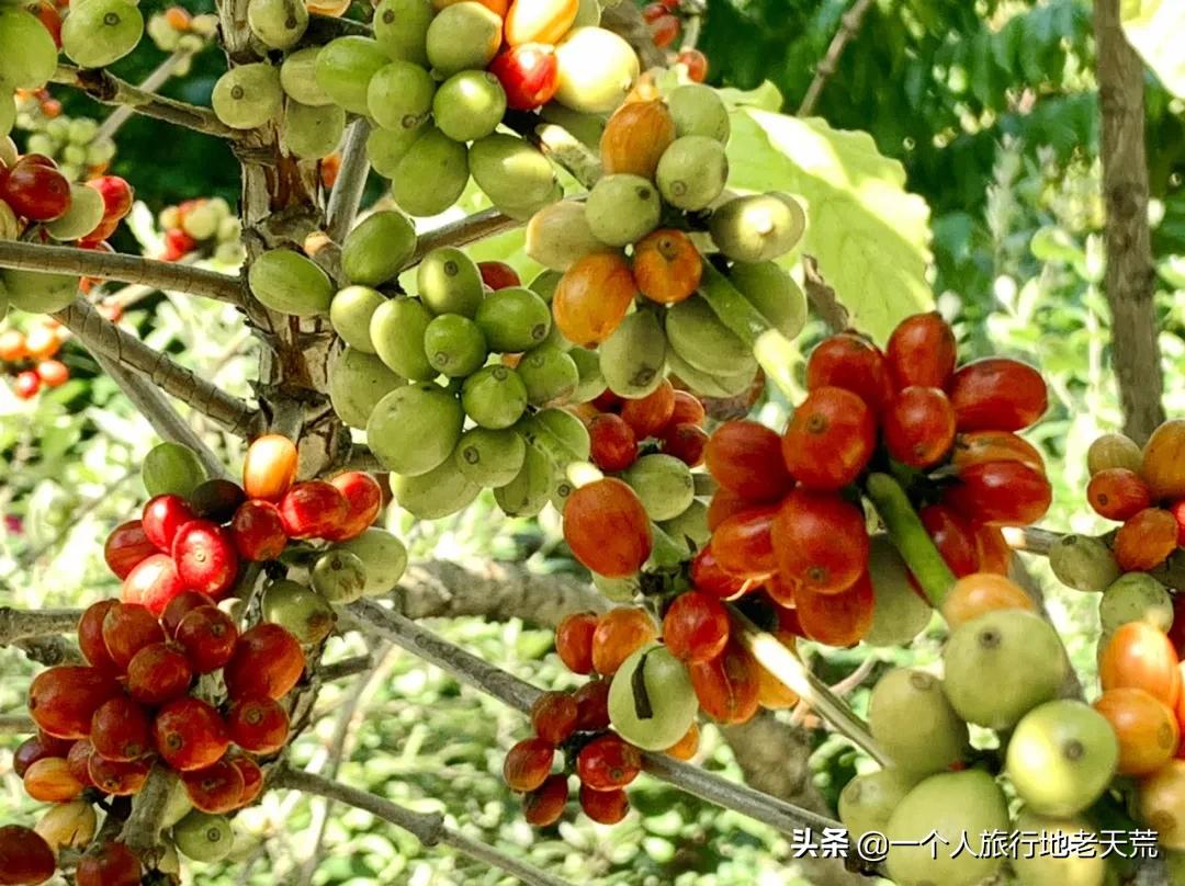 冲野浪、喝咖啡，比三亚便宜一半的海岛度假地，后悔没有早点知道