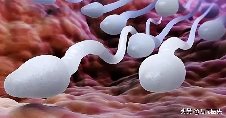 那些进入女性体内，没有成功“受精”的精子，最后都怎样了？