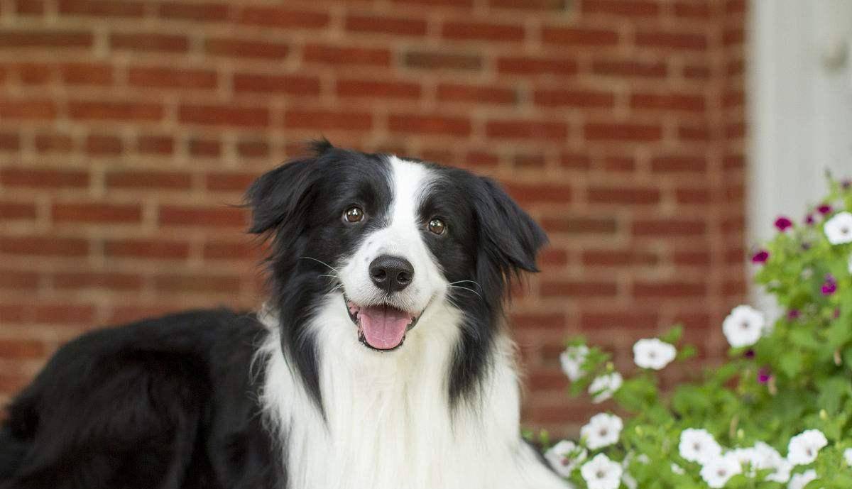 德牧犬和边牧犬优点,边牧犬蝴蝶犬的串串优点缺点