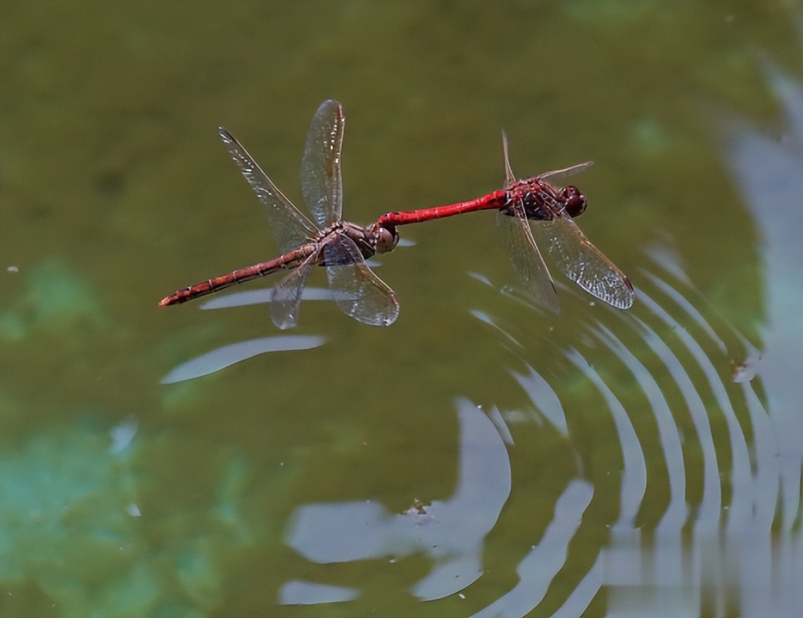 为什么蜻蜓会点水蚂蚁庄园小课堂3月24日答案