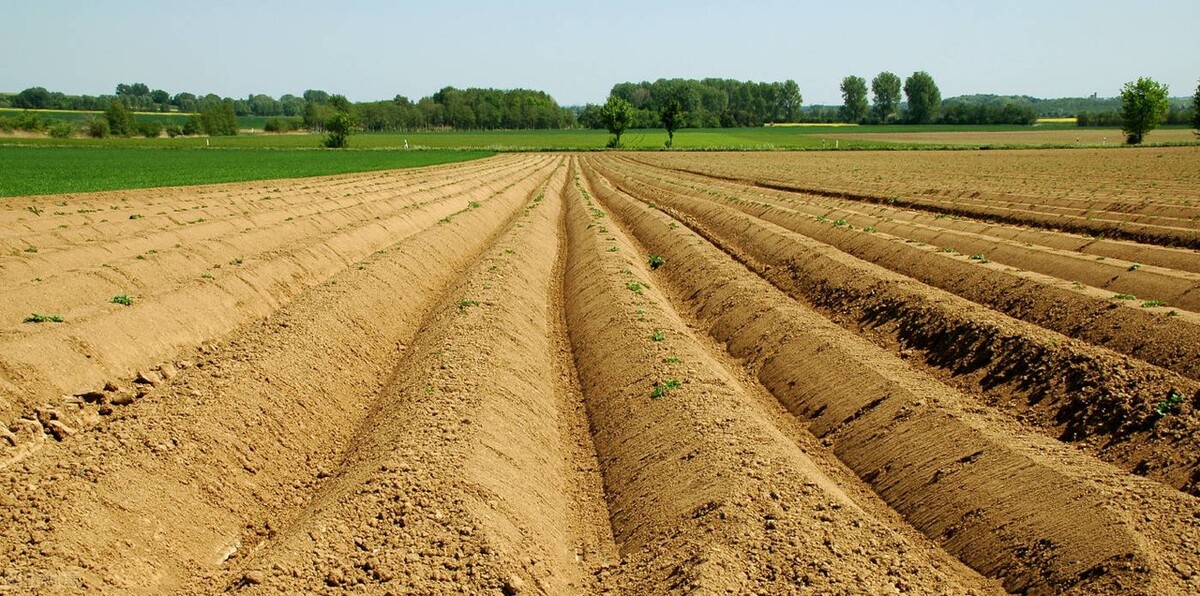 春土豆怎样种植和管理,春土豆种植怎么整地