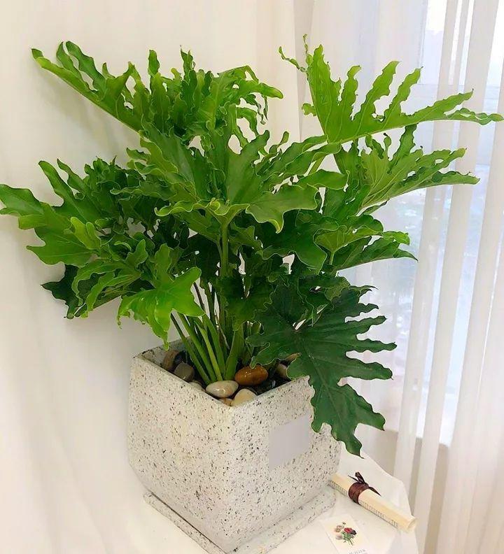 适合室内养的耐阴花和植物,什么花耐阴最好养不怕晒