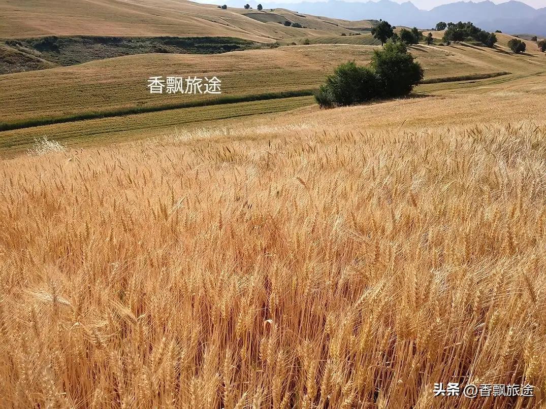 新疆伊犁州江布拉克,新疆奇台江布拉克