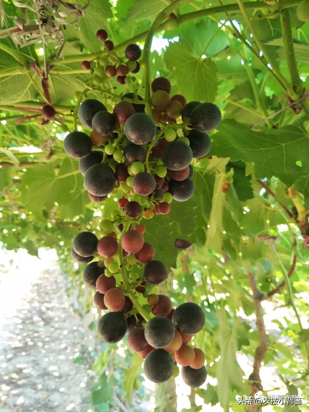 提高葡萄多次结果的两个有效方法,葡萄大小粒防治方法和补救措施