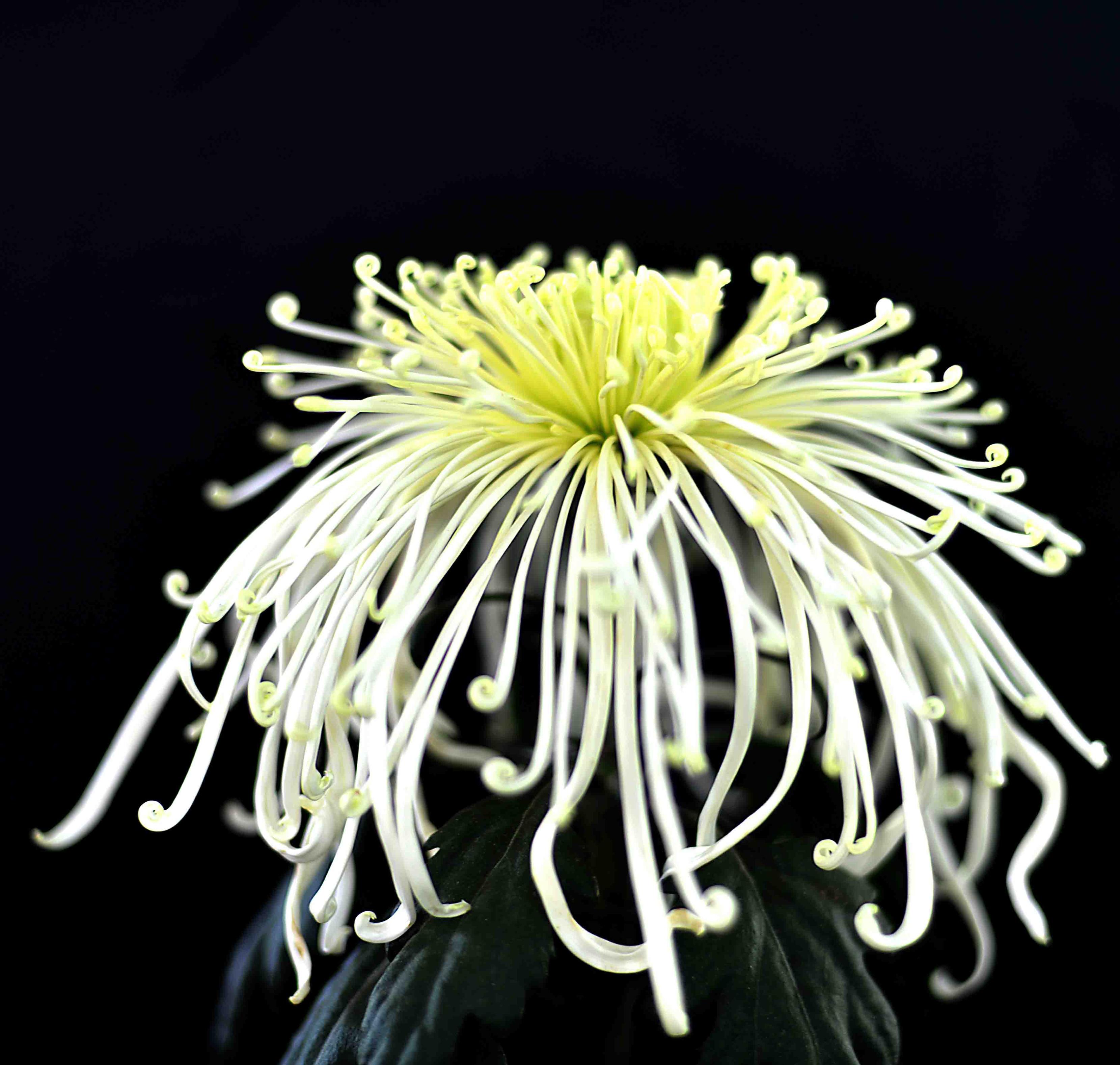 诗人张嵩诗歌作品选读塞上春早