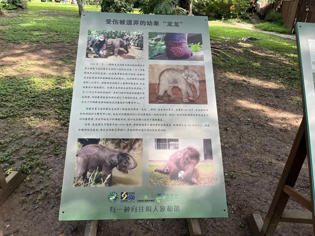 大象被铁链拴住,野象谷用针扎大象