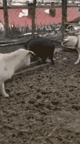 虽然我不会去纹身，但这些纹身确实有点意思：把肢体变成尺子