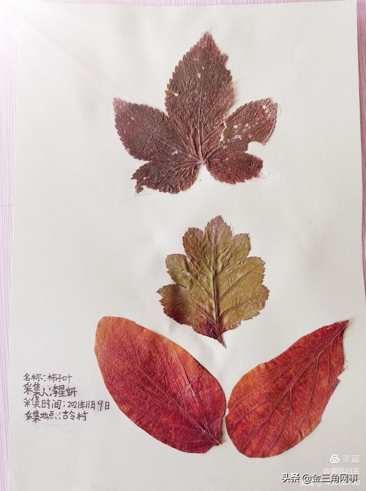 临猗庙上初中推进并践行植物标本课程