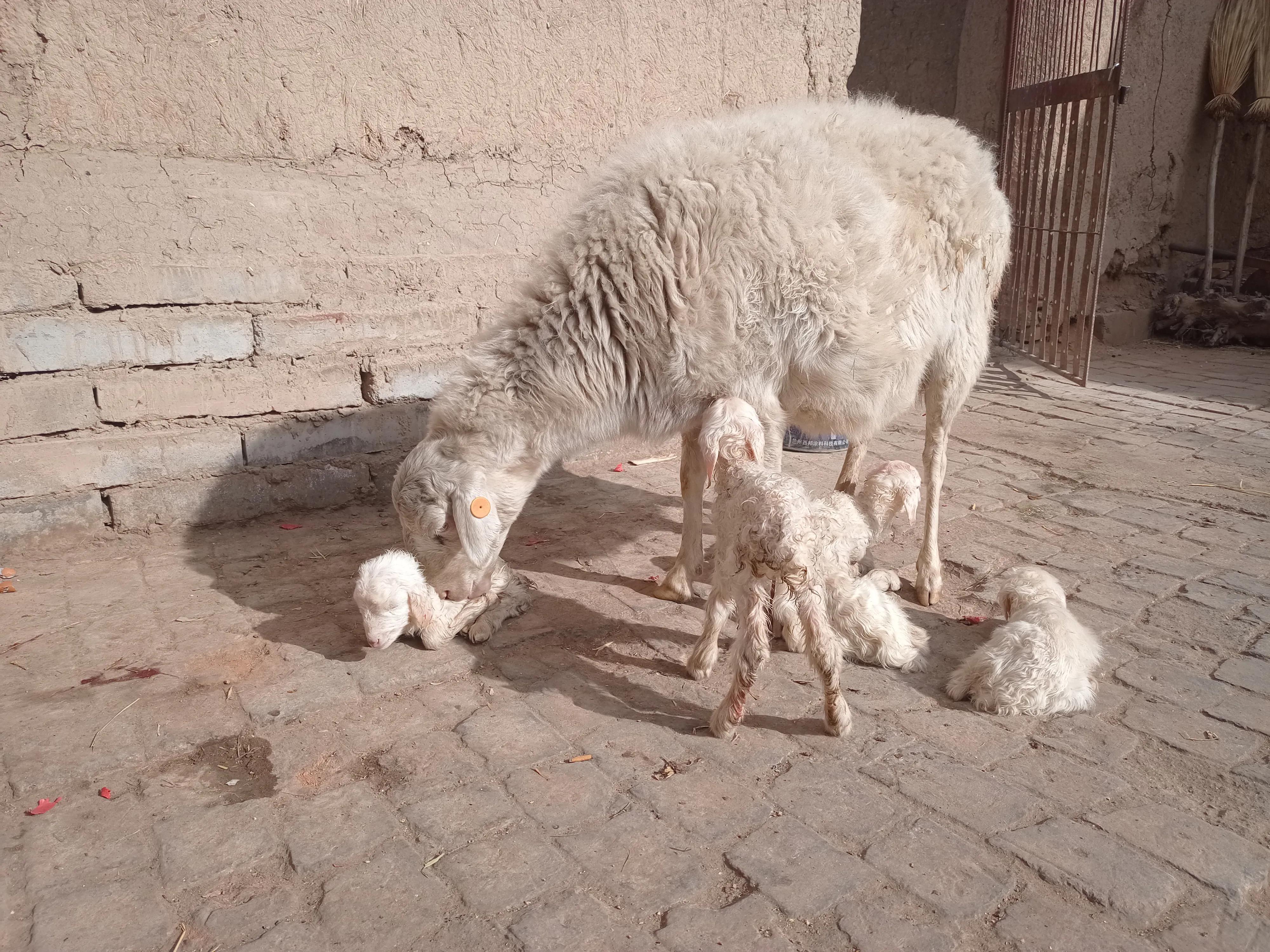 羔羊为什么会缺奶？如何饲养缺奶羔羊？新手养羊要知道