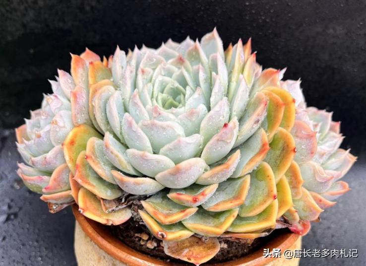 约瑟琳多肉怎么养,约瑟琳多肉皮实好养吗