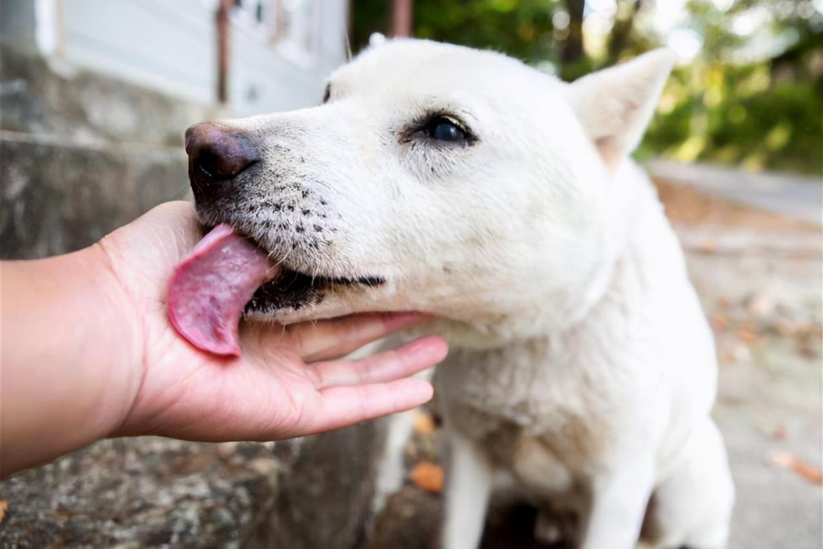 母狗爱舔人？不！它只是想向你表达它对你的爱
