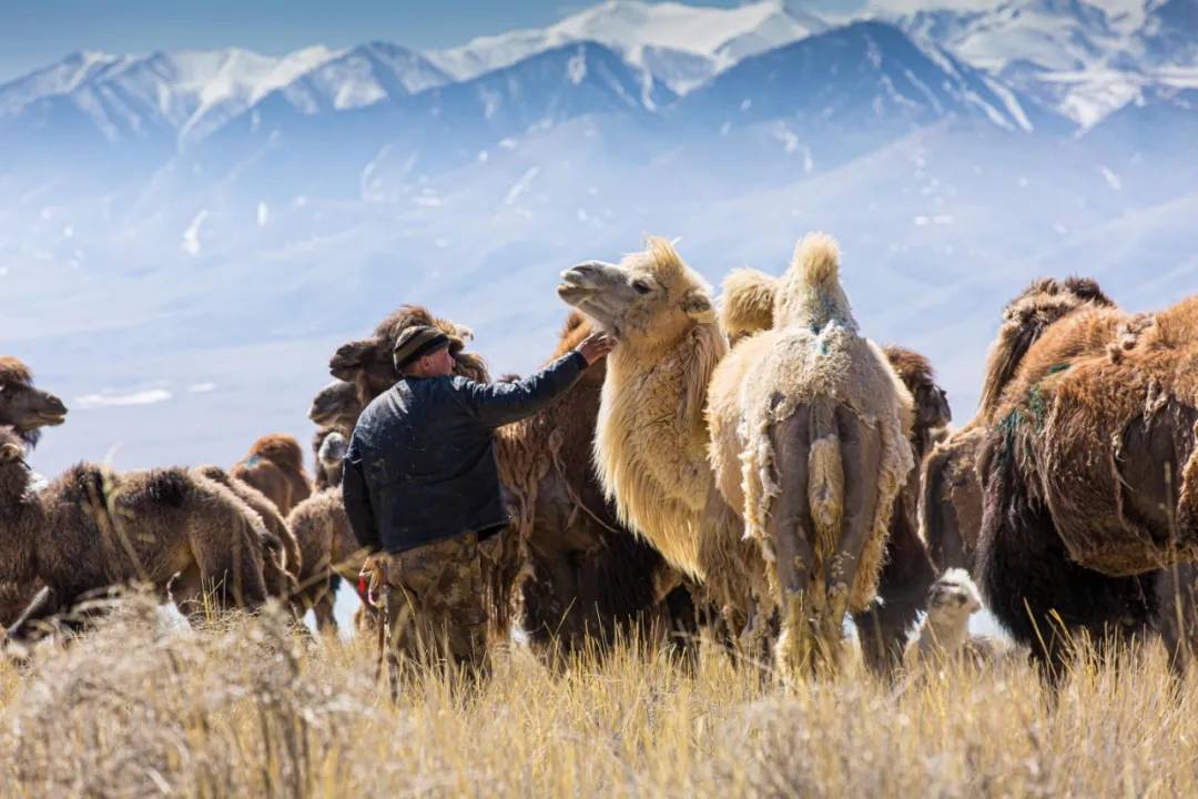 驼奶粉哪个品牌是正品内蒙驼奶粉,华夏丝路驼奶粉是正宗驼奶粉吗